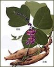 黃藤素，川芎嗪，葛根素 
